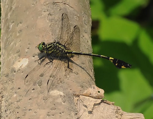 Male
2010_06_09_Gordon